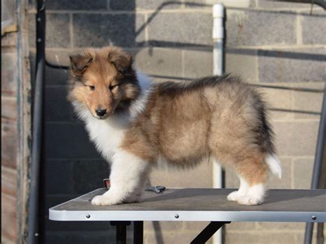 Louis, MO vary by breeder and individual puppy. . Collies for sale near me